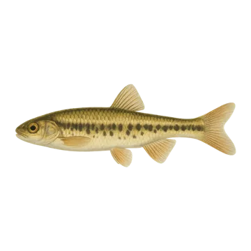 Strzebla potokowa — ilustracja