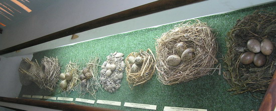 Діорама з видом на Дністер, велика колекція опудал водних і болотних птахів гнізда з кладками яєць