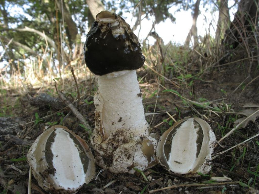 Веселки грибы лечение. Весёлка обыкновенная гриб. Гриб phallus impudicus. Гриб Веселка лечебные. Гриб фалосообразный Веселка.